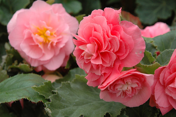 How to Grow Begonias: Embrace Their Unique Beauty and Virtues