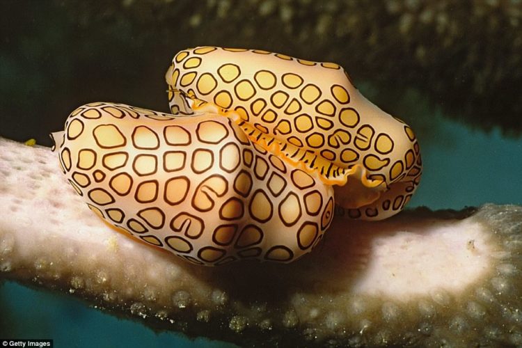 Flamingo tongue snail is a common feature of Caribbean & Atlantic coral reefs. Its vivid appearance much coveted shell collector’s animal within that produces the distinctive pattern & color