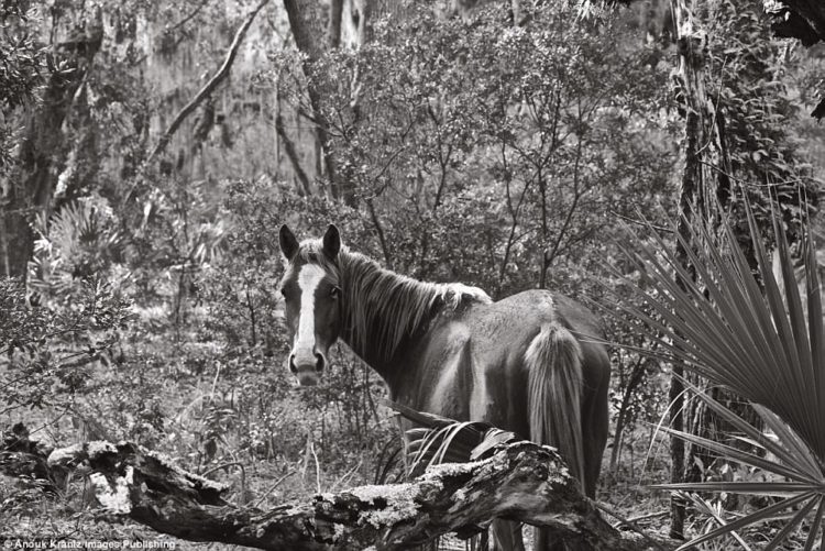 Photographer Anouk Masson Krantz shot her book The Wild Horses of Cumberland Island over 10 years