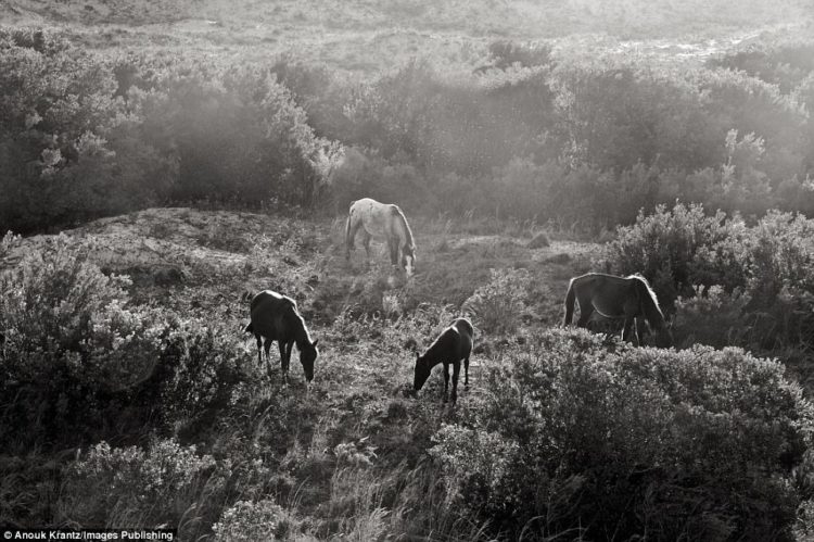 The horses have been left alone without human interference for decades. Their numbers have stayed steady at around 150