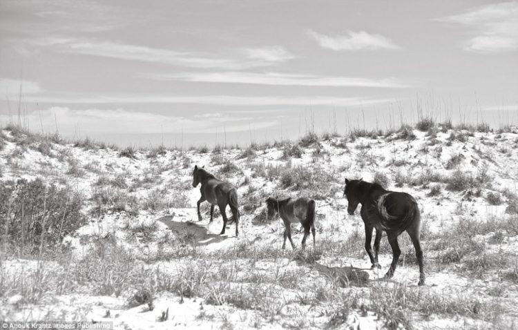 This small family of horses has plenty of room to explore. They can roam across white sand beaches, ancient forests and a salt marsh