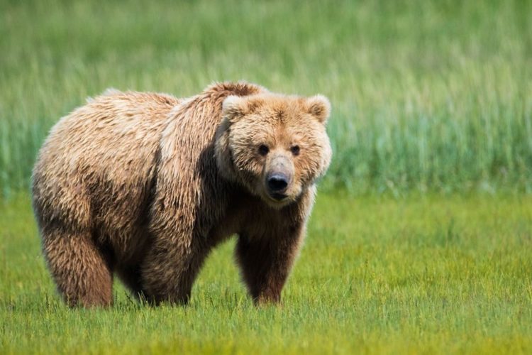 Brown Bear The Himalayan Largest Mammal