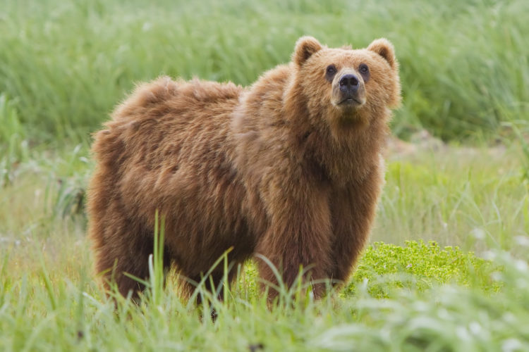 A large brown bear has thick fur which is most often sandy or reddish-brown in colour. The head is large and the body heavy and the legs stocky. 