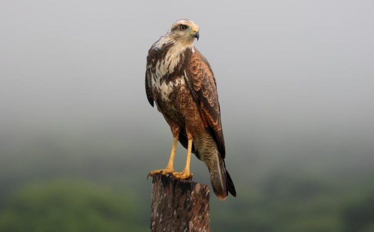 The savanna hawk has very long legs and thus is able to easily walk on the ground to catch it's prey, or, like other birds, it can swoop down from the sky or a tree.