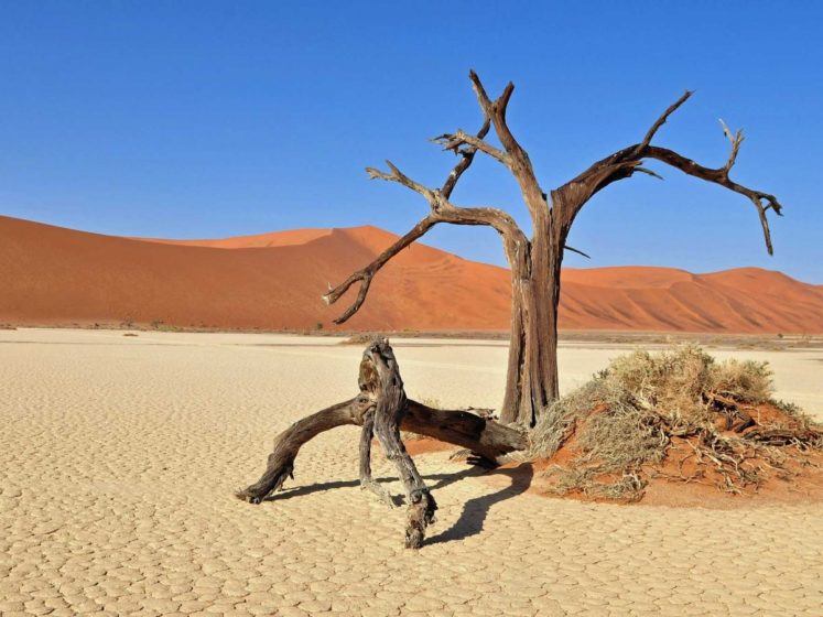 Namibia's Dead Vlei, or dead marsh, is surrounded by the highest sand dunes in the world and dotted with dead trees more than 900 years old.