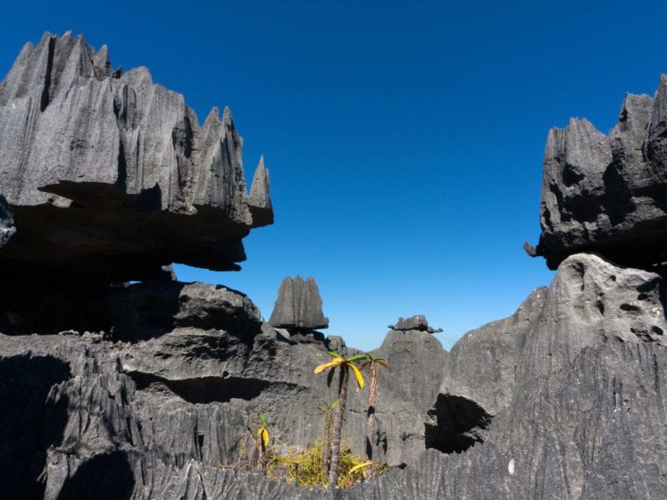 Surreal Landscapes On Planet Earth - Tsingy de Bernaraha National Park in Madagascar is a UNESCO World Heritage Site. The forest of limestone needles was made when underground water eroded the existing limestone.