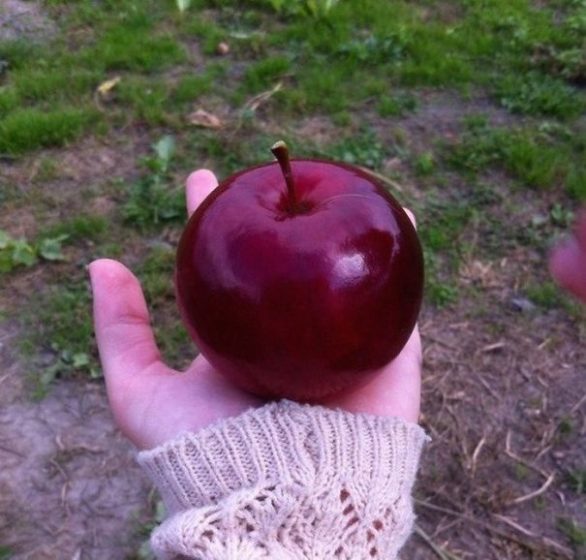 A Gorgeous Natural Color Apple