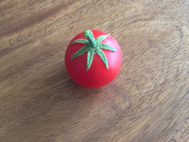 A Picture Perfect Tomato