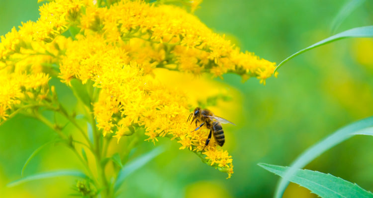 The best Goldenrod Flowers to grow are probably the ones native to your area, though this is very adaptable.
