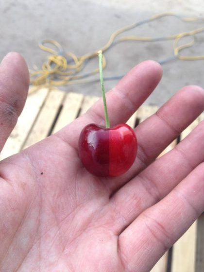 Magnificent Two Toned Cherry