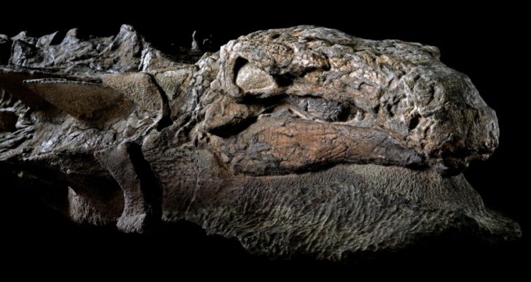 The Mummy of Nodosaur Dinosaur