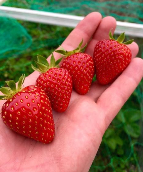 Some Perfect Strawberries
