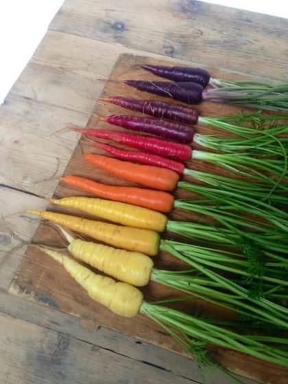Food Photos - Unique Satifying colors of Carrot