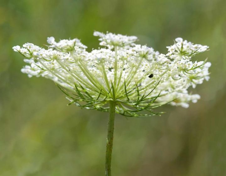 Queen Annne’slace common names include wild carrot, bird's nest, bishop's lace, is a white flowering plant in the family Apiaceae,