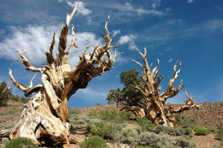 Bristlecone pines are small to medium-sized windblown trees ranging from about 5 to 16 meters (15 to 50 feet) in height