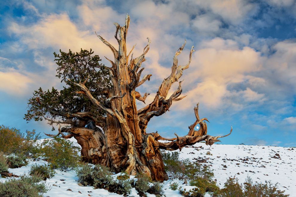 The Ancient Bristlecone Pines Of The Great Basin The Ancient Bristlecone Pines Of The Great Basin