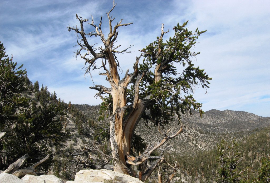 The Ancient Bristlecone Pines Of The Great Basin The Ancient Bristlecone Pines Of The Great Basin