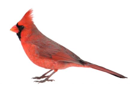 A typical male northern cardinal’s feathers turn red from pigments in the foods it eats.