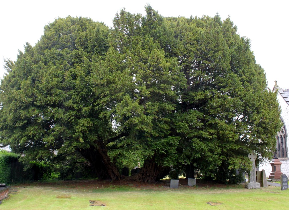 The Llangernyw Yew is an ancient tree, and its cleft trunk appears as a living portal to the world of the dead, with a small field of tombstones resting just on the other side of the wooded gateway.