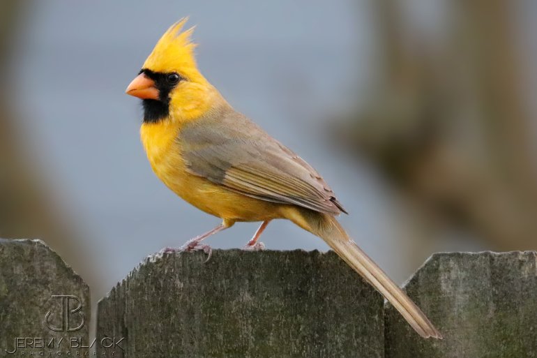 There are probably a million bird feeding stations in that area so very roughly; yellow cardinals are a one in a million mutation.
