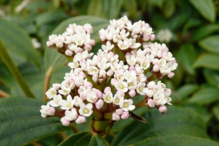 Viburnums are a joy to grow because they are so trouble-free, and they offer so much.