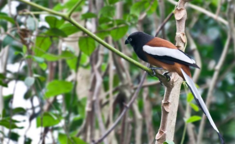 The rufous treepie (Dendrocitta vagabunda) is a treepie belongs to crow famil Corvidae, native to the Indian Subcontinent and adjoining parts of Southeast Asia.