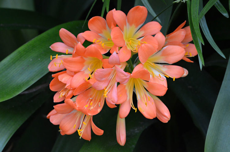 1 6 Clivia miniata