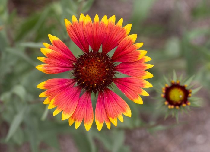 Gaillardia common name blanket flower is a genus of flowering plants in the sunflower family, Asteraceae, native to North and South America.
