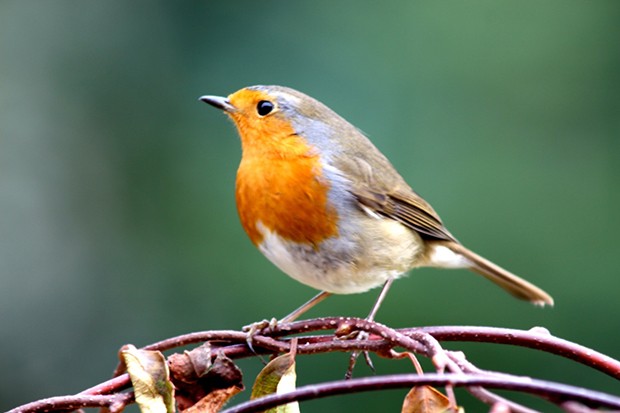 The robin enjoys popularity with man unrivalled by any other species.