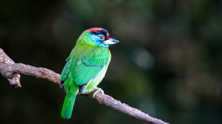 Blue-throated barbet is a small green bird with a blue head and throat. It has a red crown and lores, bordered in black, in between the black and red lores, they're is a thin tan line.