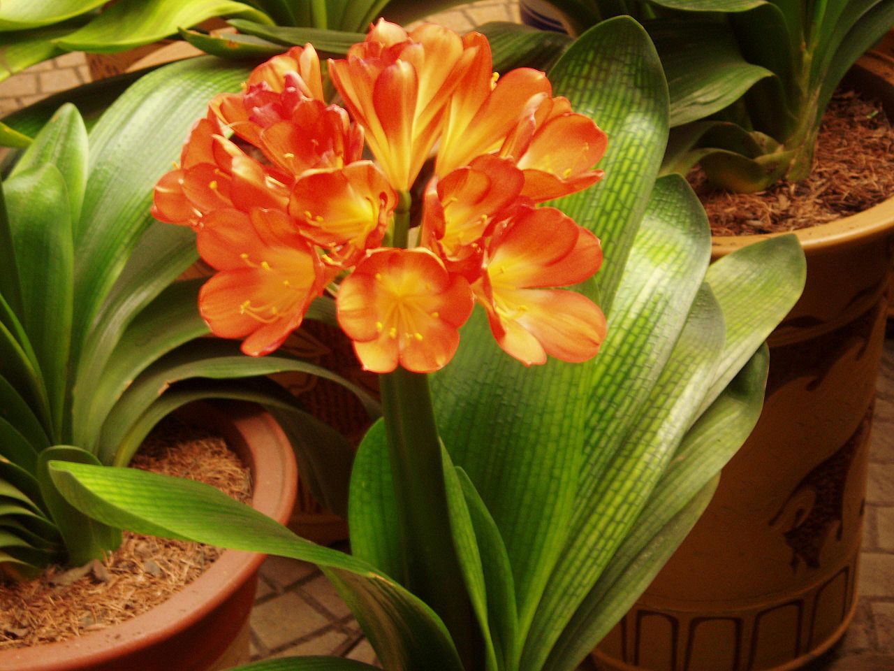 Clivia miniata - A Prettier Indoor Plant