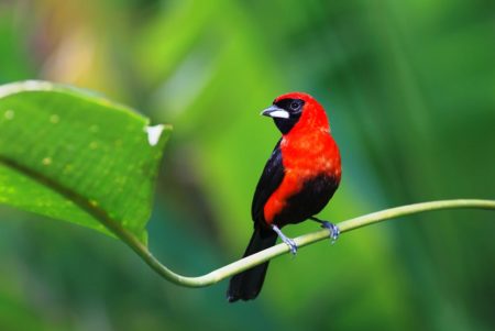 The masked crimson tanager is found across Amazonia and is abundant. It prefers to dwell near bodies of water such as lakes, swamps or rivers, generally at altitudes below 2000 ft. 