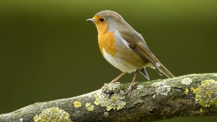 Red Breasted Robin - Friendly Garden Visitors