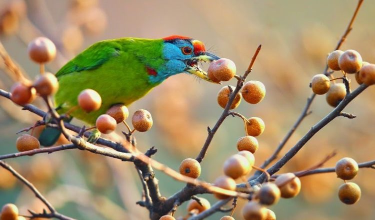 They are widespread residents in the hills of Himalayas. These blue-throated barbet species are non-migratory resident birds.