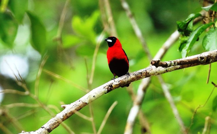 The Vibrant Colors of Masked Crimson Tanager