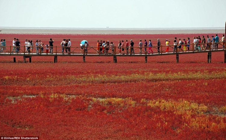 The result is a sea of red as far as the eye can see, marshland is very rare as the seepweed “also identified as seablite,”common to coastal areas is green.