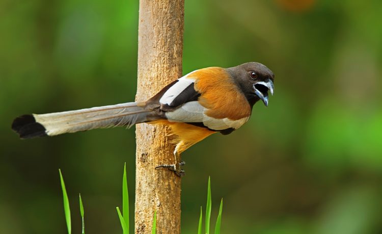 The bird normally found in open scrub, agricultural areas, forests as well as urban gardens.