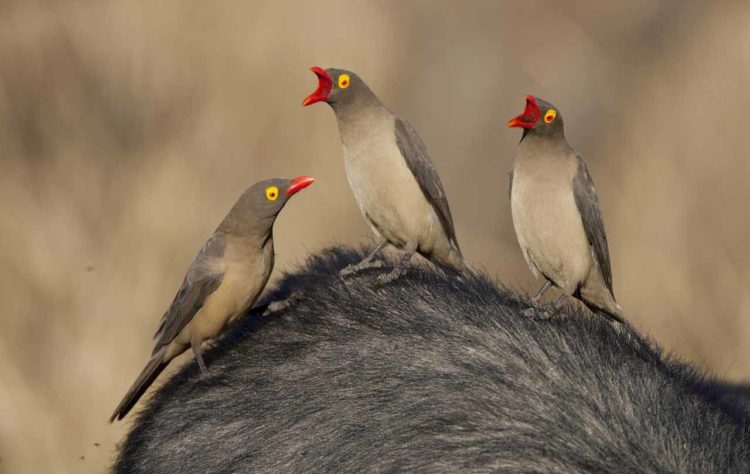 Some ornithologists regard the oxpeckers to be a separate family, the Buphagidae. It is least common in the extreme east of it's range where it overlaps with the red-billed oxpecker, despite always leading that species when feeding. 