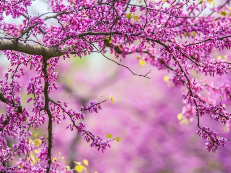 Lilac Flower