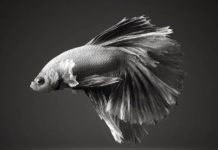 Dazzling Series of Siamese Fighting Fish