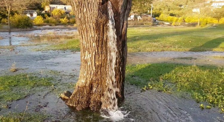 Tree Pouring Water