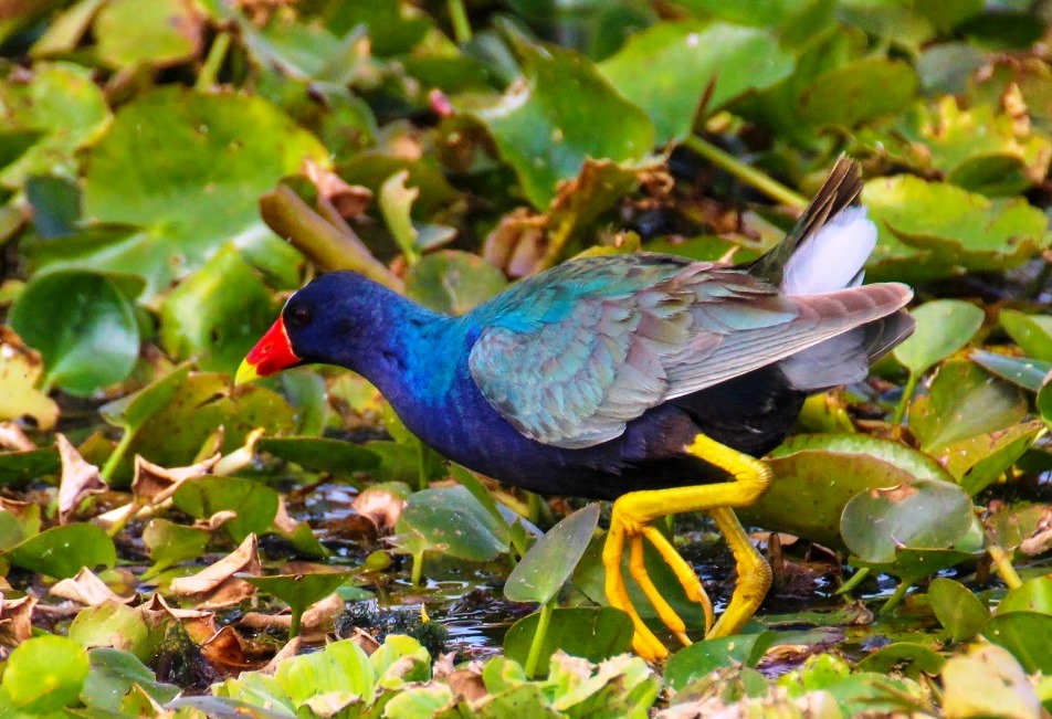 Well, just like the Turaco, the American purple gallinule (Porphyrio martinicus), has an exceptional color combination of a red beak, blue body, green wings and yellow legs. 