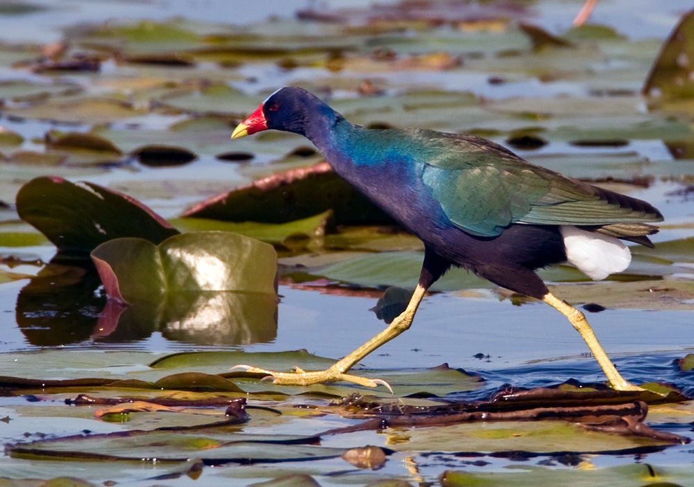 American purple gallinule (Porphyrio martinicus) has an exceptional color combination of a red beak, blue body, green wings, and yellow legs.
