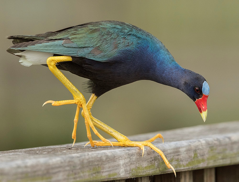 . This species can found in freshwater marshes that have dense stands of vegetation. However, during the non-breeding season, they are found more inland in parts of Central America. 