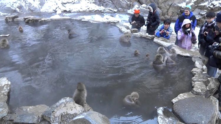 During the colder season, when food is very limited available, monkeys congregate in and around the pools for warmth and the daily supply of barley and soybeans. 
