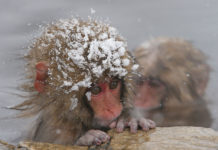 Jigokudani Monkey Park- Where Monkeys Bath in Hot Springs Further, sometimes monkeys are sighted even in the summer as they take occasional baths because they are enticed by food thrown into the pool by park wardens.