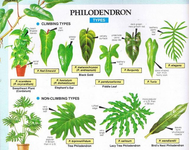 How to Grow Philodendron - Philodendron types