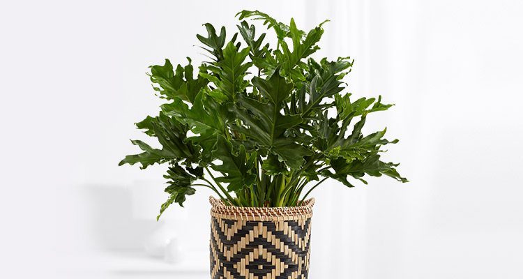 22 Philodendron