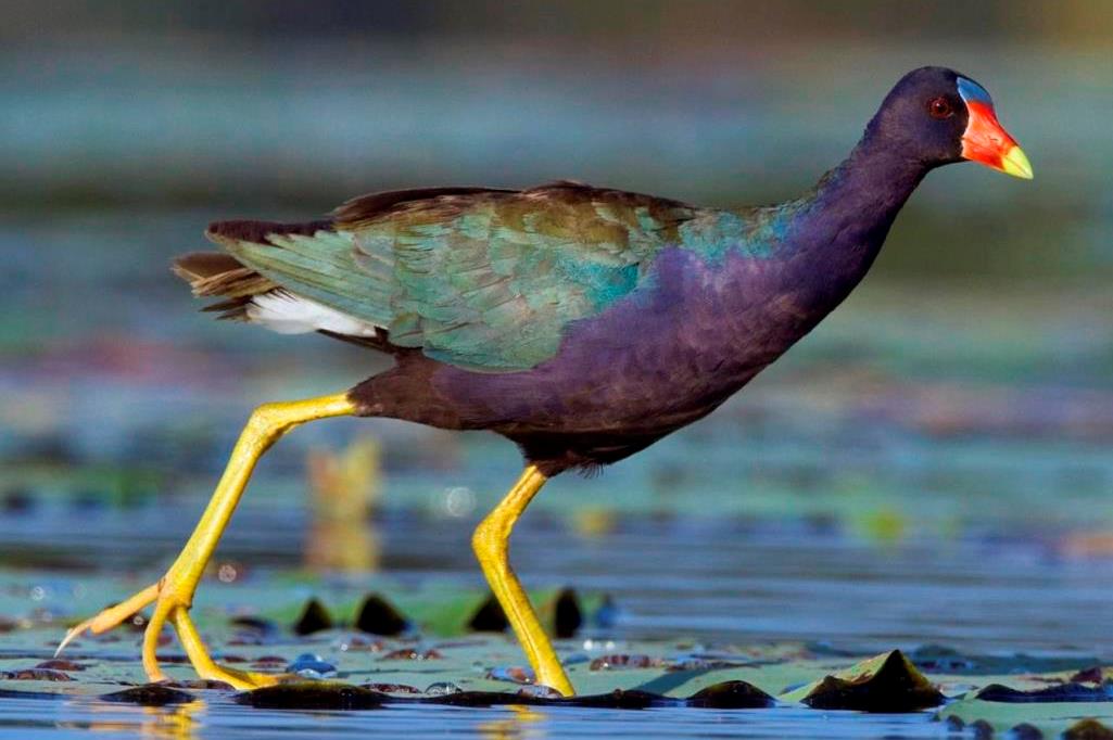 The purple gallinule is a swamphen since it has the genus Porphyrio. The yellow-legged porphyria is found in the southeastern states of the United States during the breeding season. 