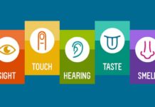Why Senses are so Important to Human Body?